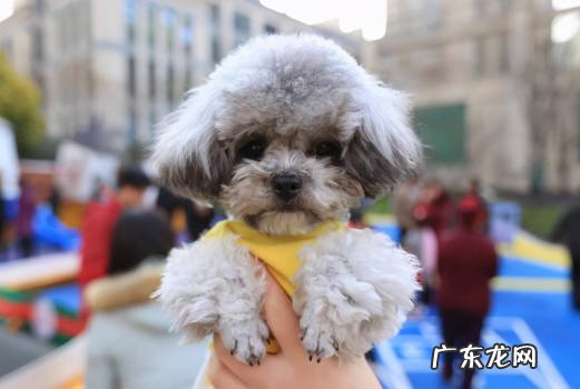 更好看 为什么泰迪要断尾