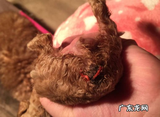 更好看 为什么泰迪要断尾