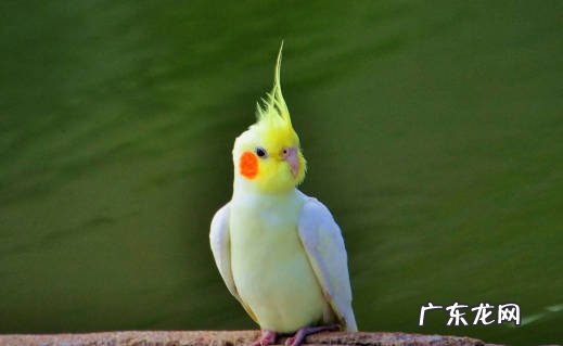 玄凤鹦鹉 什么宠物鸟颜值高又受欢迎