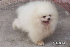 炸毛 博美的哪些表现说明在生气