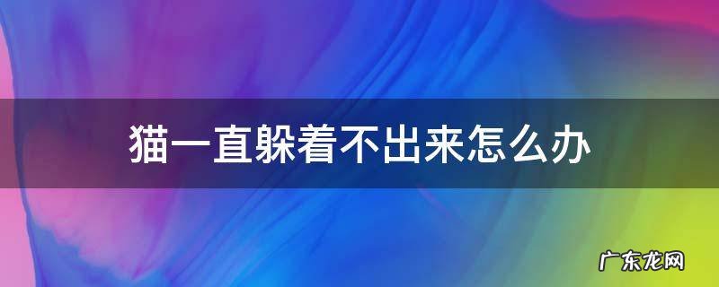 猫咪躲着不出来怎么回事 猫一直躲着不出来怎么办