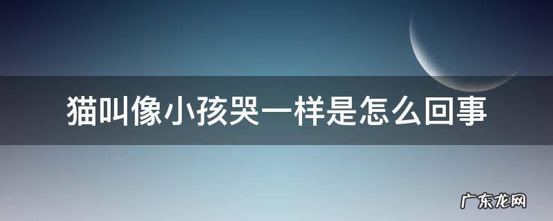 猫叫像小孩哭一样是怎么回事 猫叫像小孩哭一样是怎么回事oo