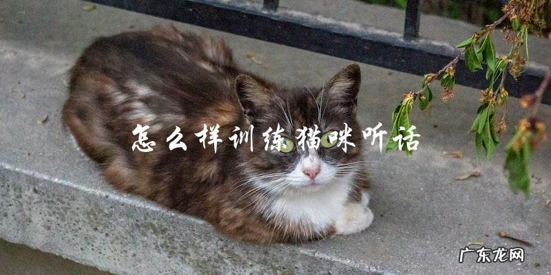 你知道怎样训练猫咪听话吗?