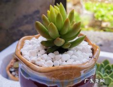 石头 什么物品能帮多肉上盆