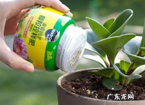 石头 什么物品能帮多肉上盆