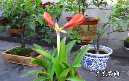 叶子 君子兰和朱顶红的区别是什么