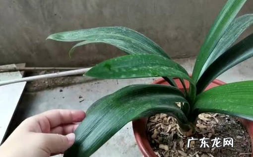 叶子 君子兰和朱顶红的区别是什么