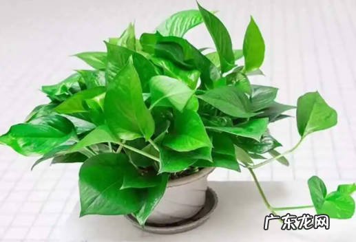 吊兰 哪些植物入秋后不能乱浇水
