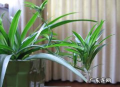 吊兰 哪些植物入秋后不能乱浇水