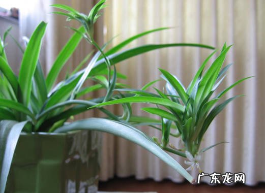 吊兰 哪些植物入秋后不能乱浇水