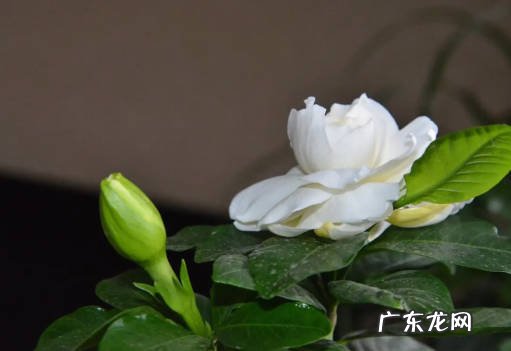 吊兰 哪些植物入秋后不能乱浇水