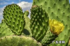 有毒的 哪种类型的花不吉利