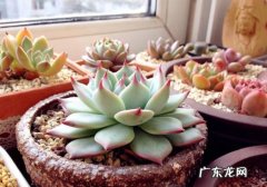 停止施肥 如何在夏季养护多肉植物