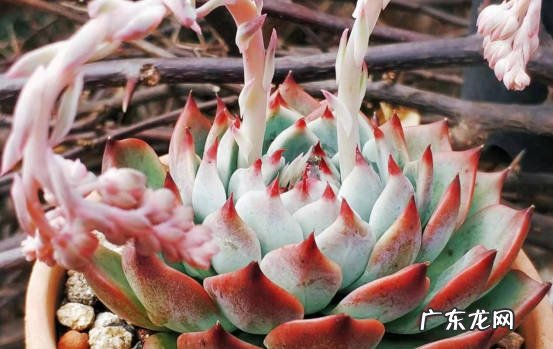 停止施肥 如何在夏季养护多肉植物