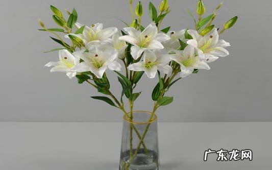 挑花 水养百合花怎么开久些