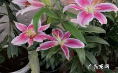 挑花 水养百合花怎么开久些