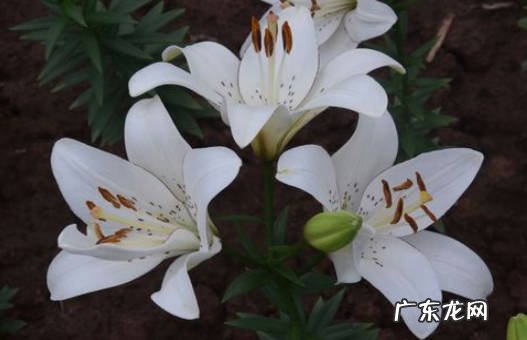 秋天种植 百合花为什么要在夏天开