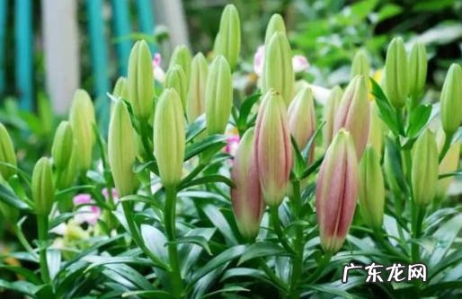 秋天种植 百合花为什么要在夏天开