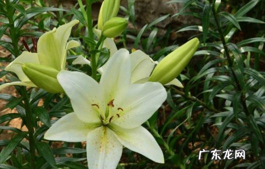 秋天种植 百合花为什么要在夏天开