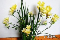 养分不足 香雪兰不开花的原因是什么