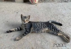 狸花猫 哪些是适合新手的省心的猫咪品种