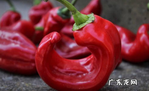 甘蔗 哪些蔬果不能给博美吃