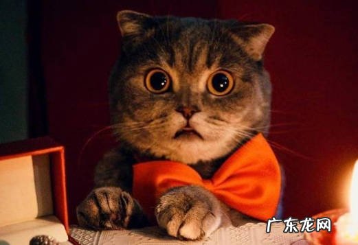 带出门 哪些行为让猫咪感到痛苦