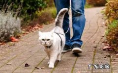 带出门 哪些行为让猫咪感到痛苦