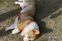 体力好 弃养柯基的原因是什么