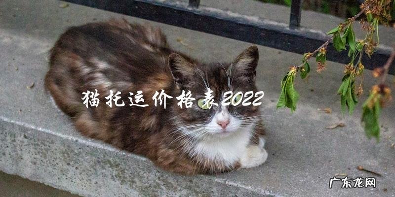 2022年猫托运价格表是多少?