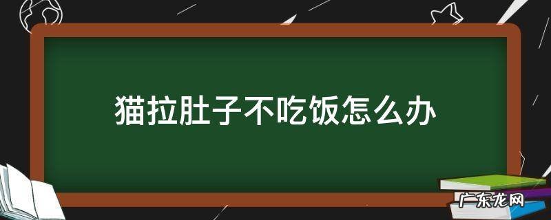 猫咪拉肚不吃饭怎么办 猫拉肚子不吃饭怎么办
