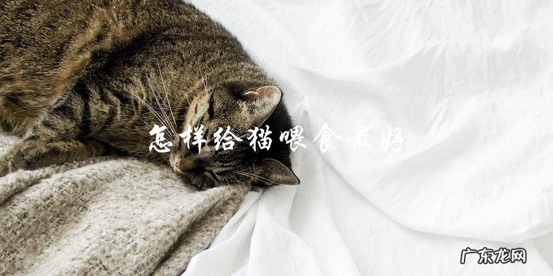 如何最好地喂养你的猫?