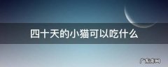 四十天的小猫可以吃什么 四十多天的小猫吃什么