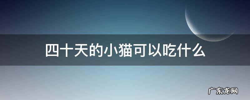 四十天的小猫可以吃什么 四十多天的小猫吃什么