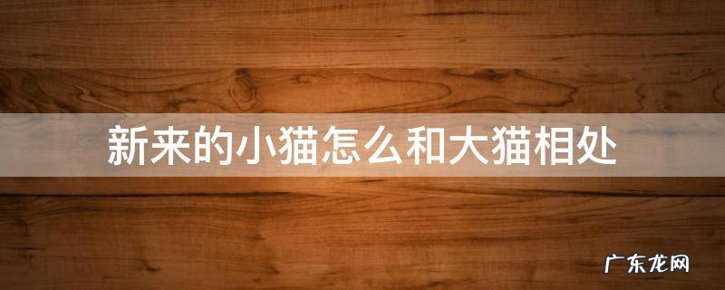 新来的小猫和大猫如何相处 新来的小猫怎么和大猫相处