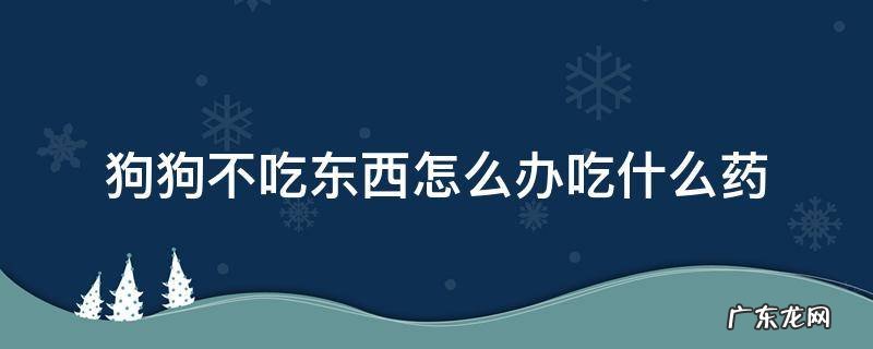 狗狗不吃东西怎么办吃什么药 狗狗不吃东西不吃药怎么办