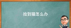 捡到猫怎么办养不了怎么办 捡到猫怎么办