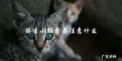 接生小猫时有哪些需要注意的事项？