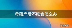 母猫产后不吃食怎么办 母猫生产后不吃东西怎么办