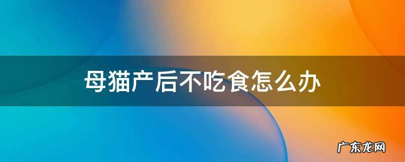 母猫产后不吃食怎么办 母猫生产后不吃东西怎么办