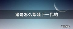 猪是怎么繁殖下一代的 猪是如何繁殖