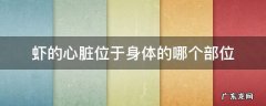 虾的心脏位于身体的哪个部位 虾的心脏部位在哪里