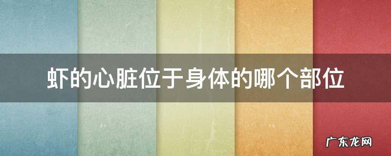 虾的心脏位于身体的哪个部位 虾的心脏部位在哪里