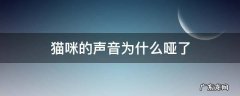 小猫咪的声音为啥子变哑了 猫咪的声音为什么哑了