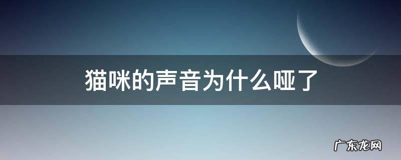 小猫咪的声音为啥子变哑了 猫咪的声音为什么哑了