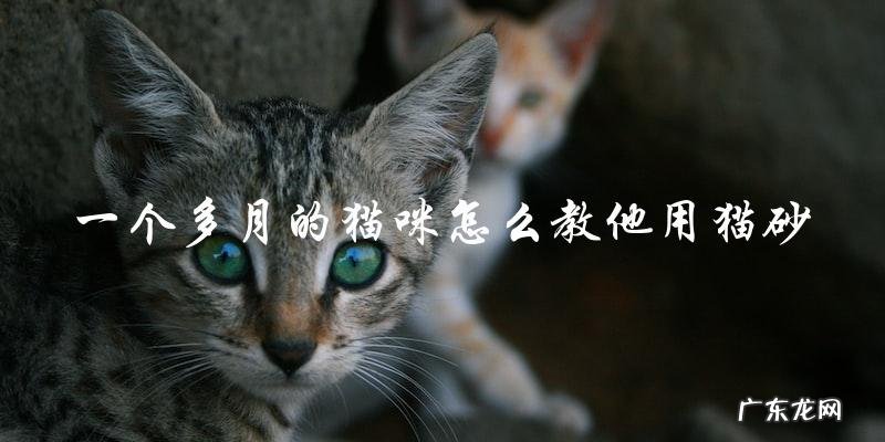 如何教一个一个多月大的猫咪使用猫砂?