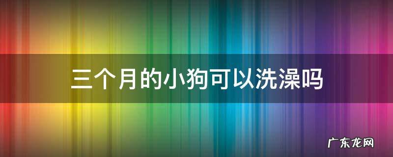 三个月的小狗可以洗澡吗 三个月的小狗能洗澡不