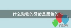 什么动物牙齿是黑色的呢? 什么动物的牙齿是黑色的