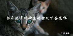 没有猫砂盆，猫会如何解决大小便问题？