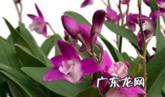 香水石斛兰怎么养视频 香水石斛兰怎么养